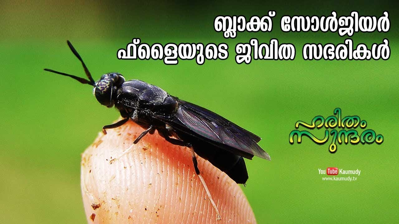 The amazing Lifecycle of Black Soldier Fly | Haritham Sundharam | EP 222