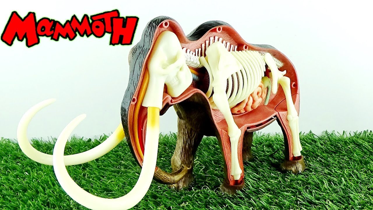 ¿¿COMO ES UN MAMUT POR DENTRO Y POR FUERA??//VÍDEO EDUCATIVO DE ANIMALES FEROCES