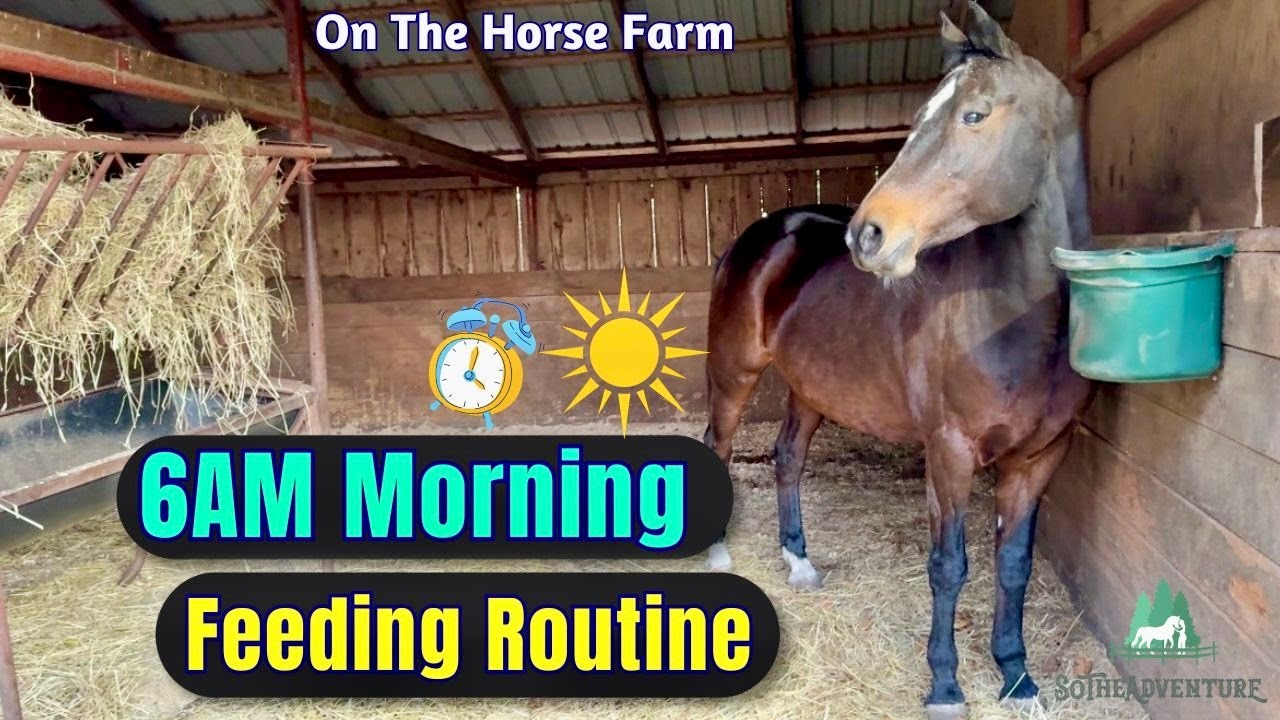 6AM Morning Routine Feeding Horses On The Farm |  Horses Eating Hay And Grain | Horse Care 🐴❤️