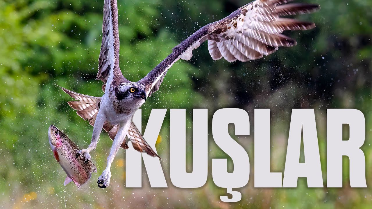 KUŞLARIN BÜYÜLEYİCİ DÜNYASI | Mazlum Kiper Anlatımıyla Tam Bölüm