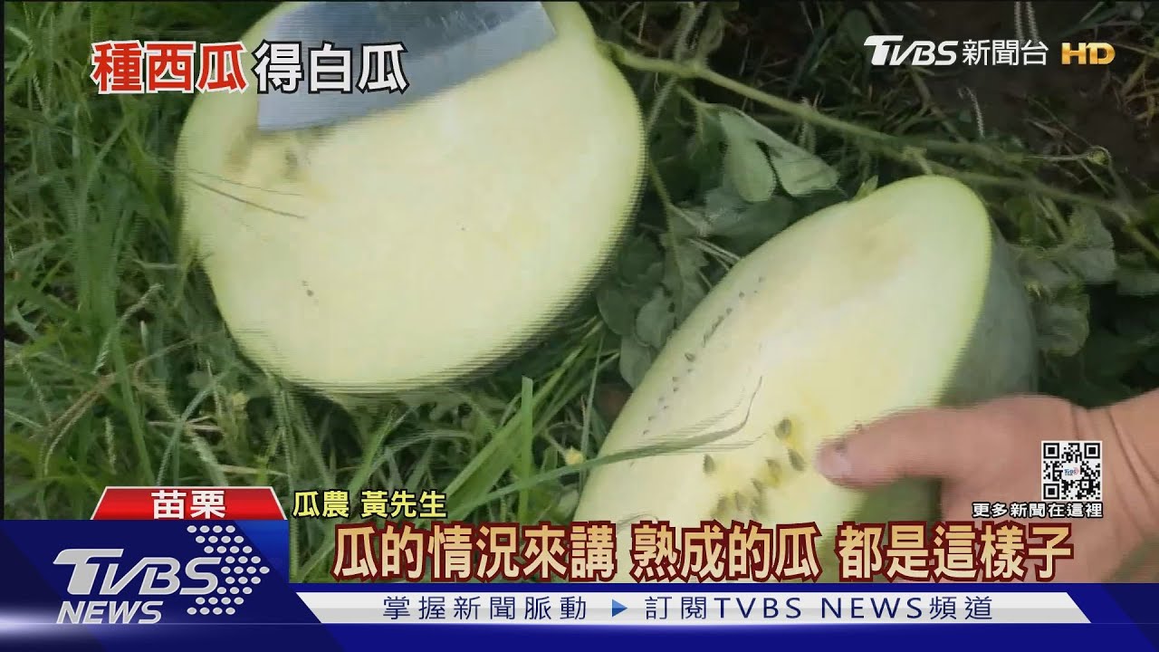 種匏仔生菜瓜? 苗栗種出「白心西瓜」像匏瓜｜TVBS新聞