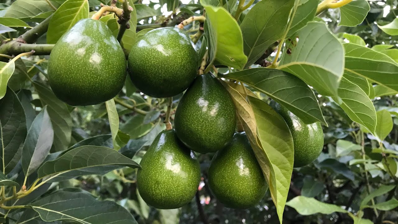 Conférence : Avocatiers rustiques avec Gabriele