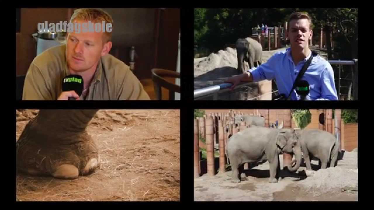 Frederik besøger elefanterne i ZOO