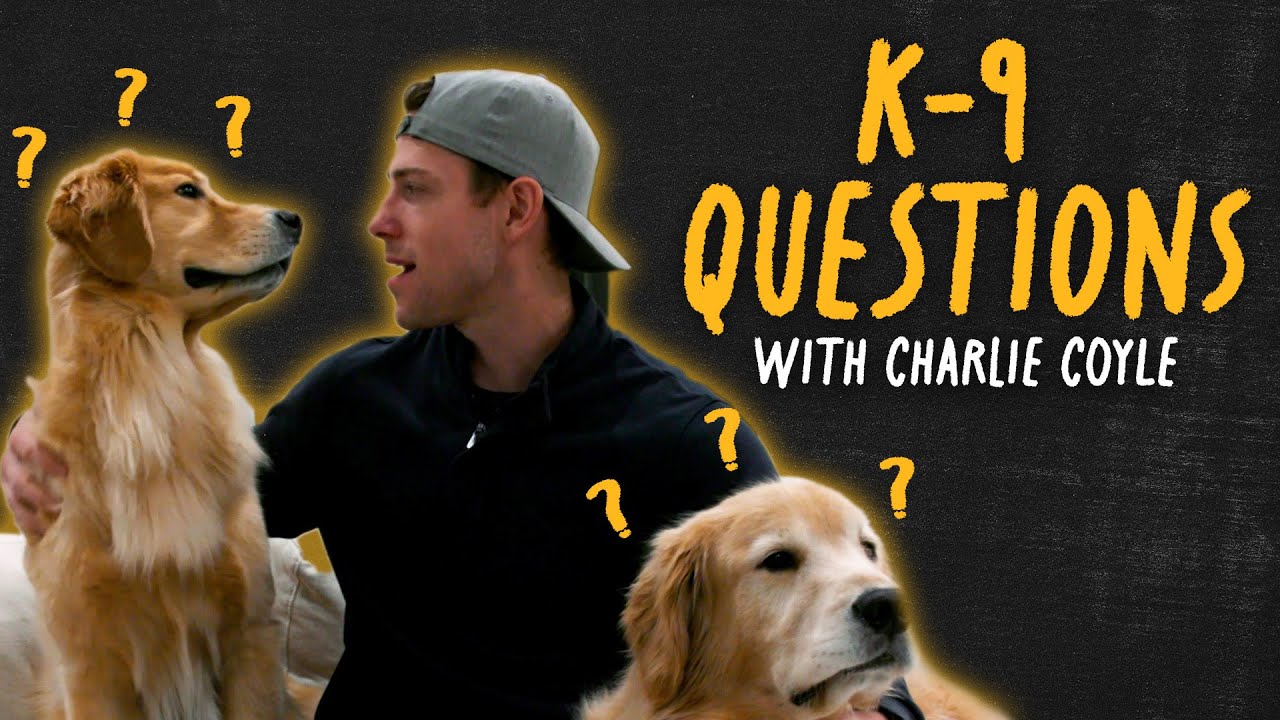 K-9 Questions with Charlie Coyle and His Goofy Golden Retrievers