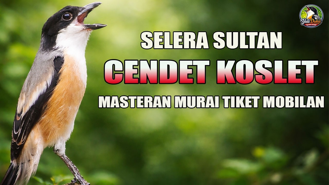 🔴 Live Masteran Sultan Spesial Tiket Mobilan Roll Nembak Kasar Siap Jadi Calon Juwaraaaa