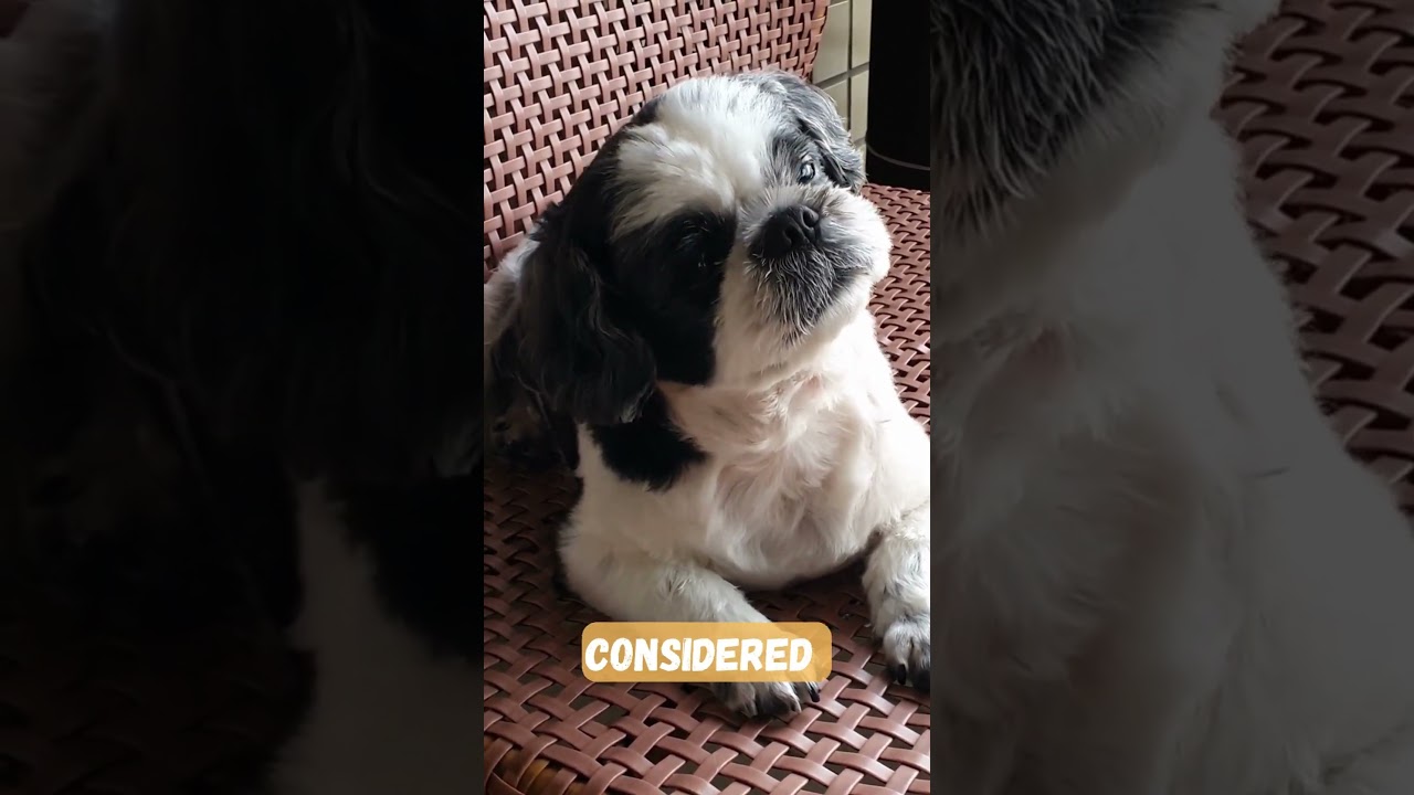 Shih Tzu: Unveiling the Timeless Elegance and Irresistible Charisma of this Adorable Breed!