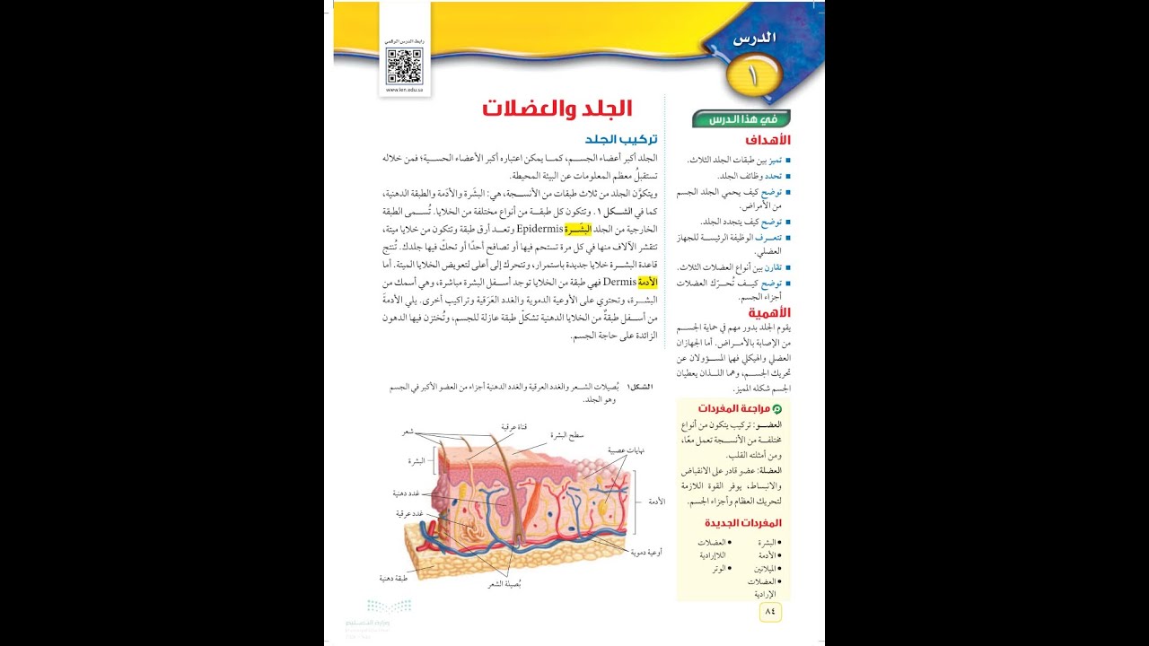 الجلد و العضلات  علوم ثاني متوسط