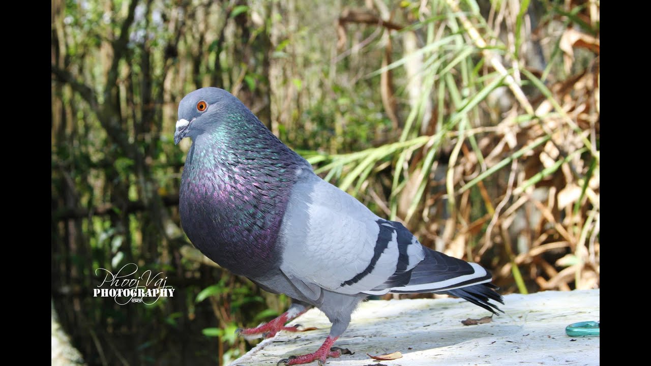 Cuban Pouter - Flight Training 5/20/2019