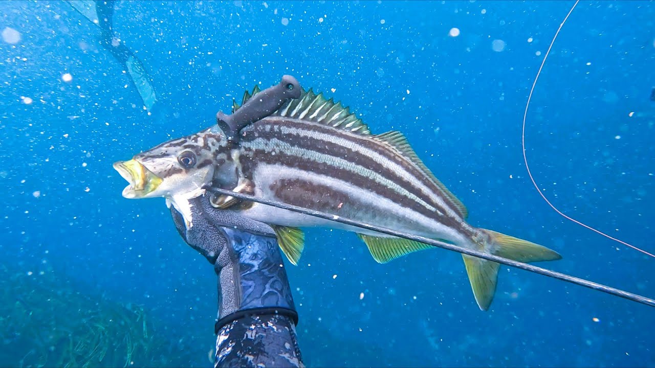 The BEST Spearfishing I Have Ever Experienced! Stewart Island Adventure Part 3