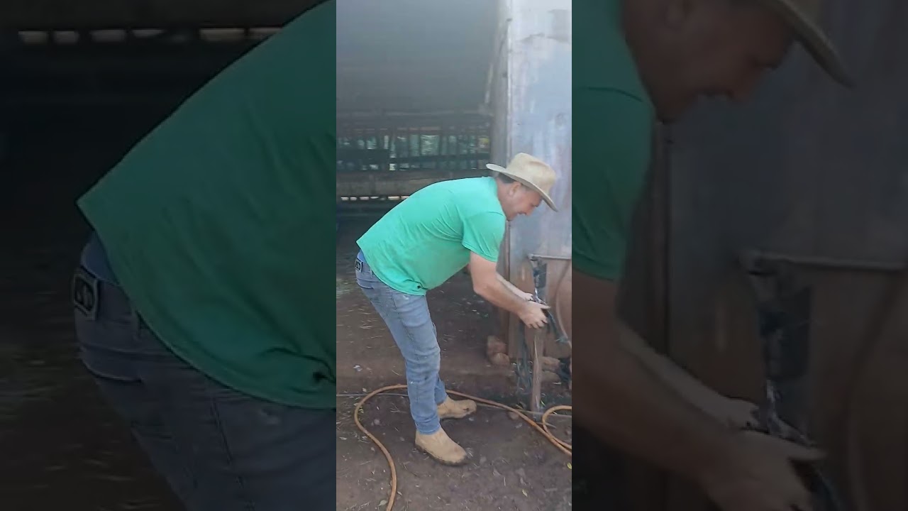 Lidando com as novilha alegria e sinceridade 