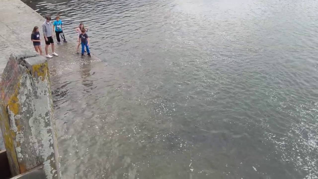 Amazing scenes of Mackerel Breaking in Youghal, Co  Cork