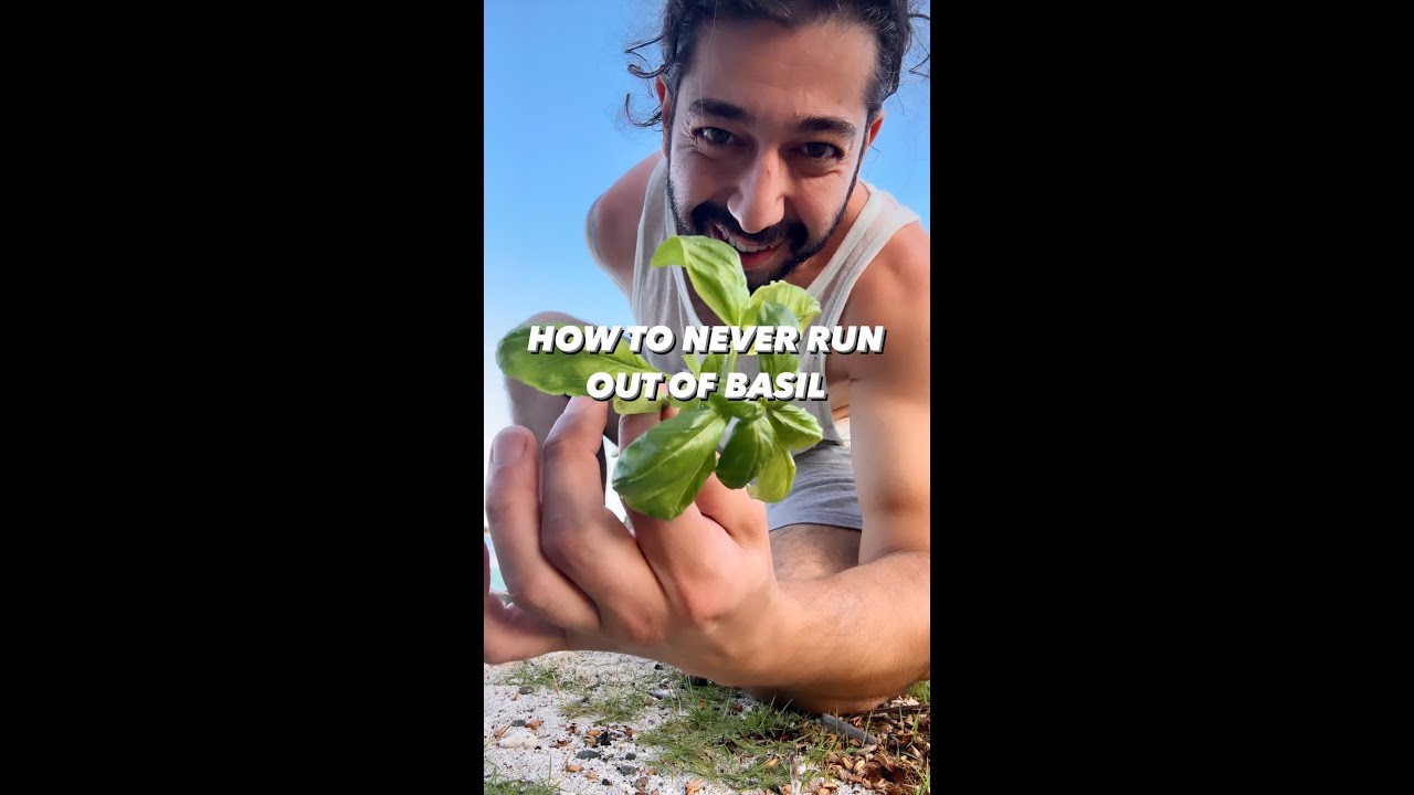 How to Never Run out of Basil | creative explained