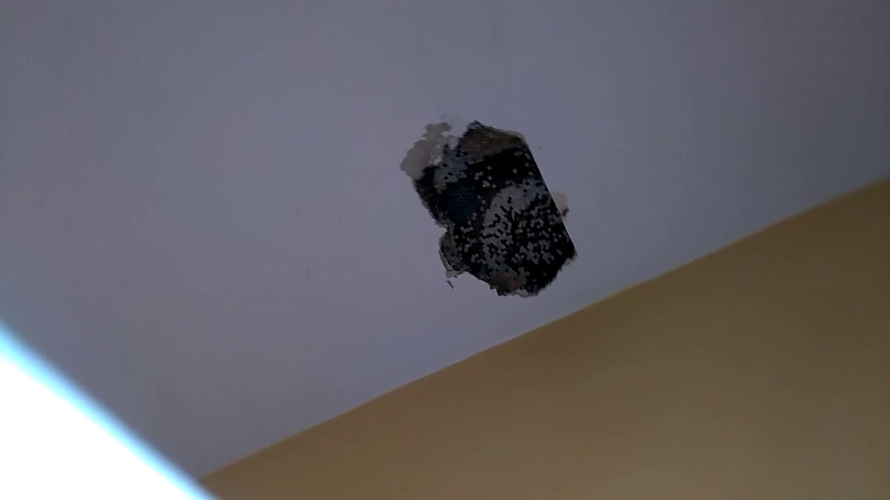 Ces guêpes ont mangé le plafond