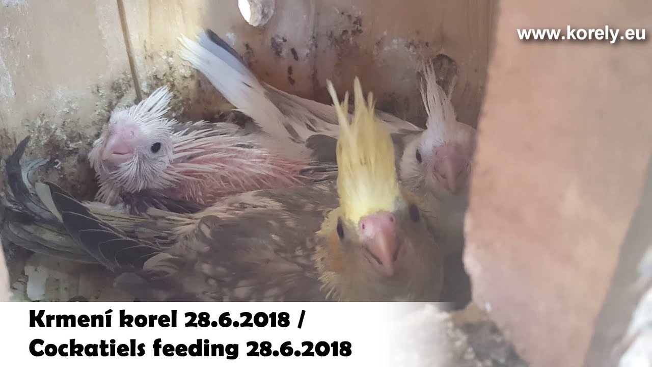 Krmen&iacute; mlad&yacute;ch korel / Feeding baby cockatiels │KorelyEu