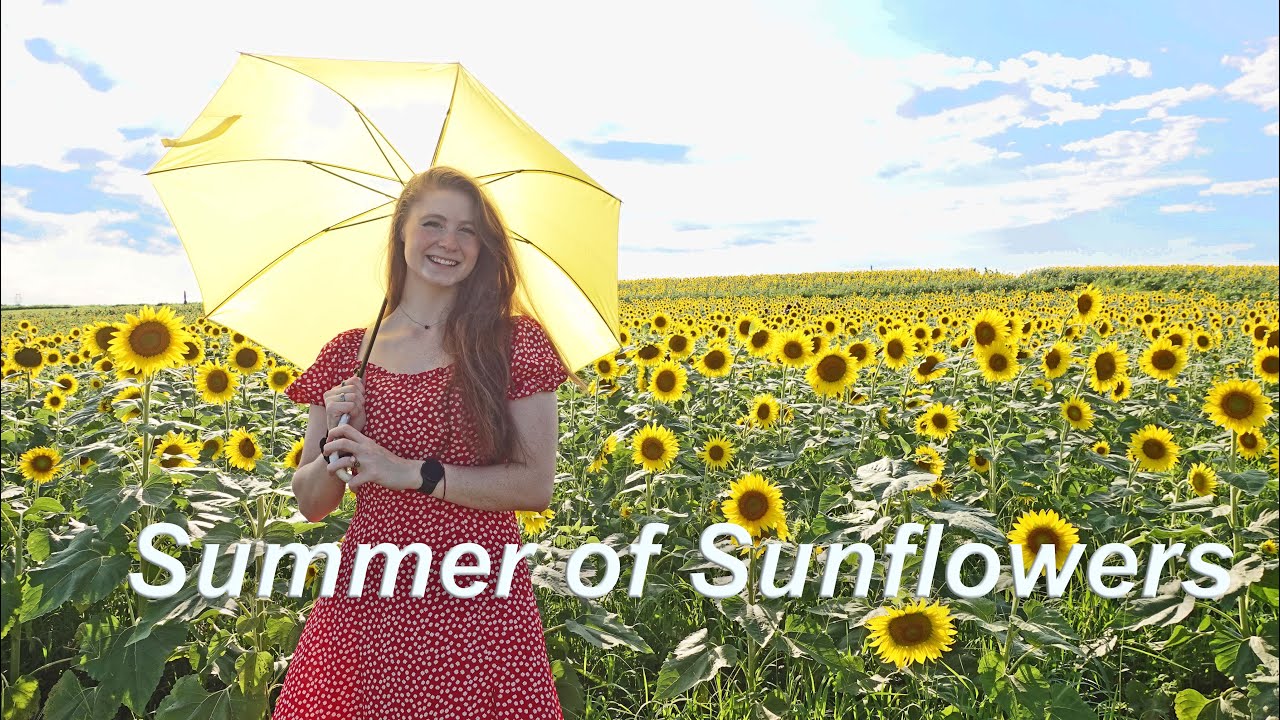 Summer of Sunflowers🌻Burnside Farms -Nokesville, VA☀