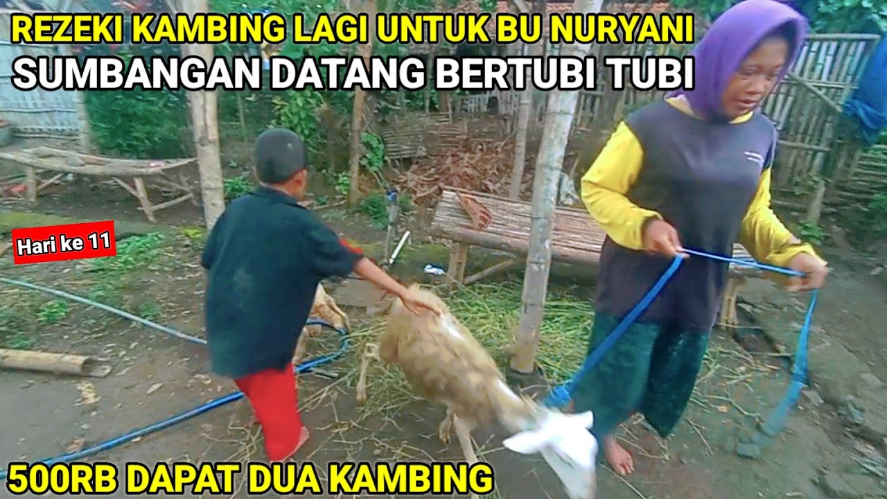 SUMBANGAN DUA EKOR KAMBING UNTUK BU NURYANI‼️SENGSARA MEMBAWA NIKMAT
