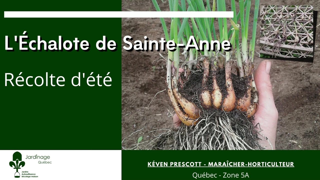 ÉCHALOTES DE SAINTE-ANNE - LA RÉCOLTE