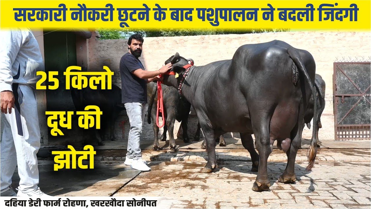 25 किलो दूध की झोटी, सरकारी नौकरी छूटी, पशुपालन ने संभाला || DAHIYA DAIRY FARM ROHANA, SONIPAT