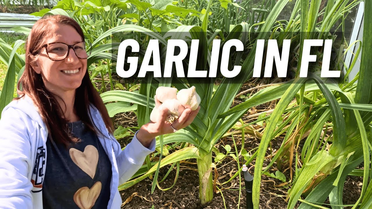 How I Finally Got Garlic To Grow In Florida (Step By Step Guide)