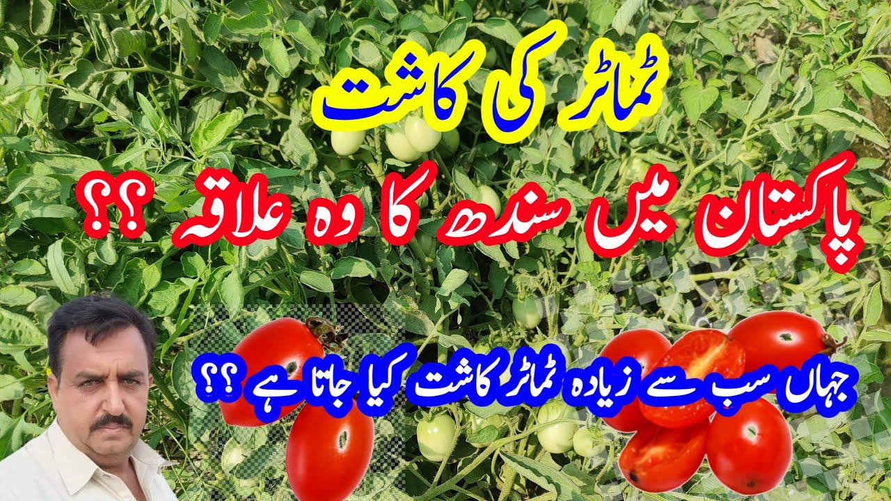 Pakistan ka Sindh min wah alaqah jahan sab se ziyadah tamatr kasht kiya jata hay /tomato cultivation