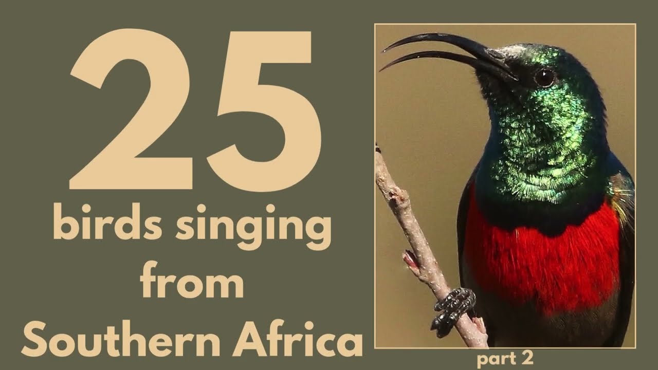 25 BIRDS SINGING from Southern Africa - part 2
