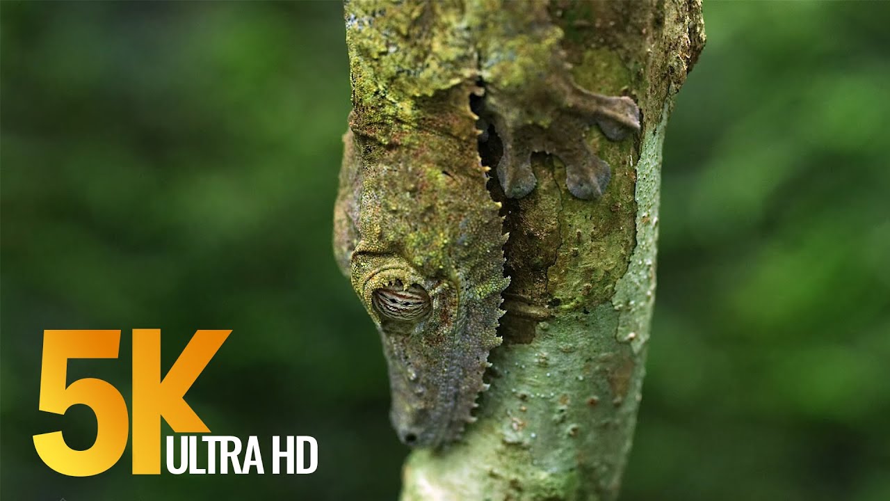 5K African Wildlife | African Nature Showreel 2019 by Robert Hofmeyr