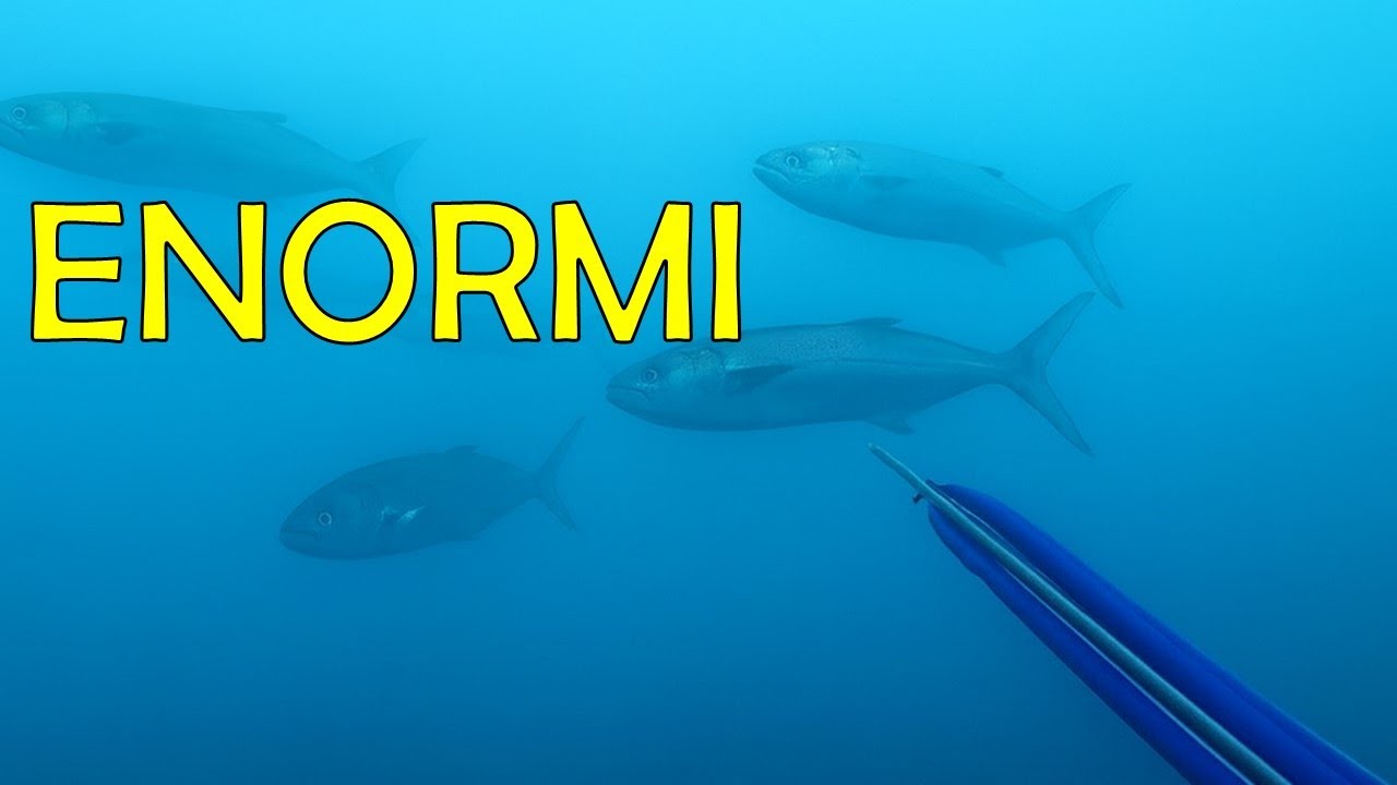 MOSTRI NEL TORBIDO - Pesca sub Liguria