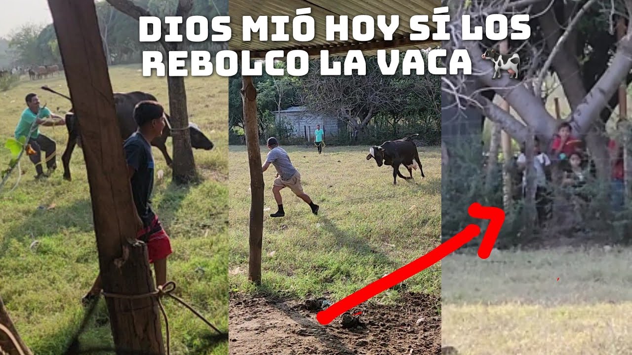 Hasta Los Niñ0s Se Asustaron🤔Hoy Se Complico Todo Con La Vaca🐄Los Rebolco A Todos😲 