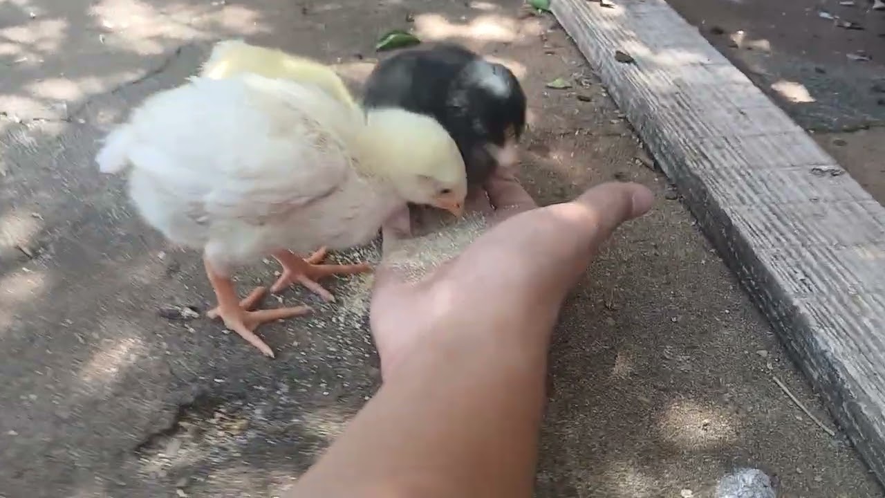 PINTINHOS E PATOS COMENDO NA MÃO😍❤️