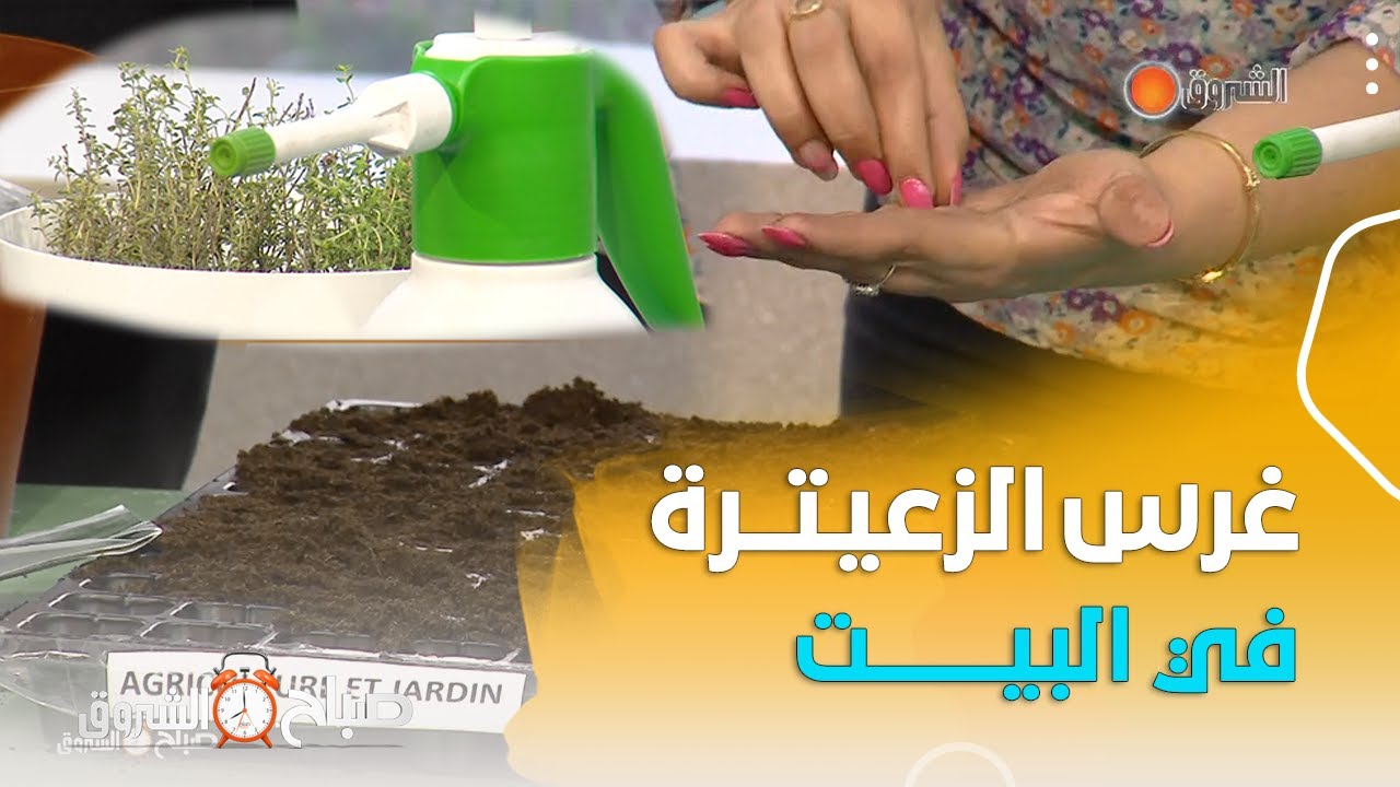 طريقة غرس نبتة 