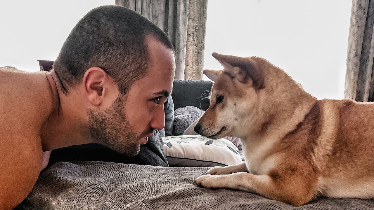 Życie z Shiba Inu, prawdziwym piesełem