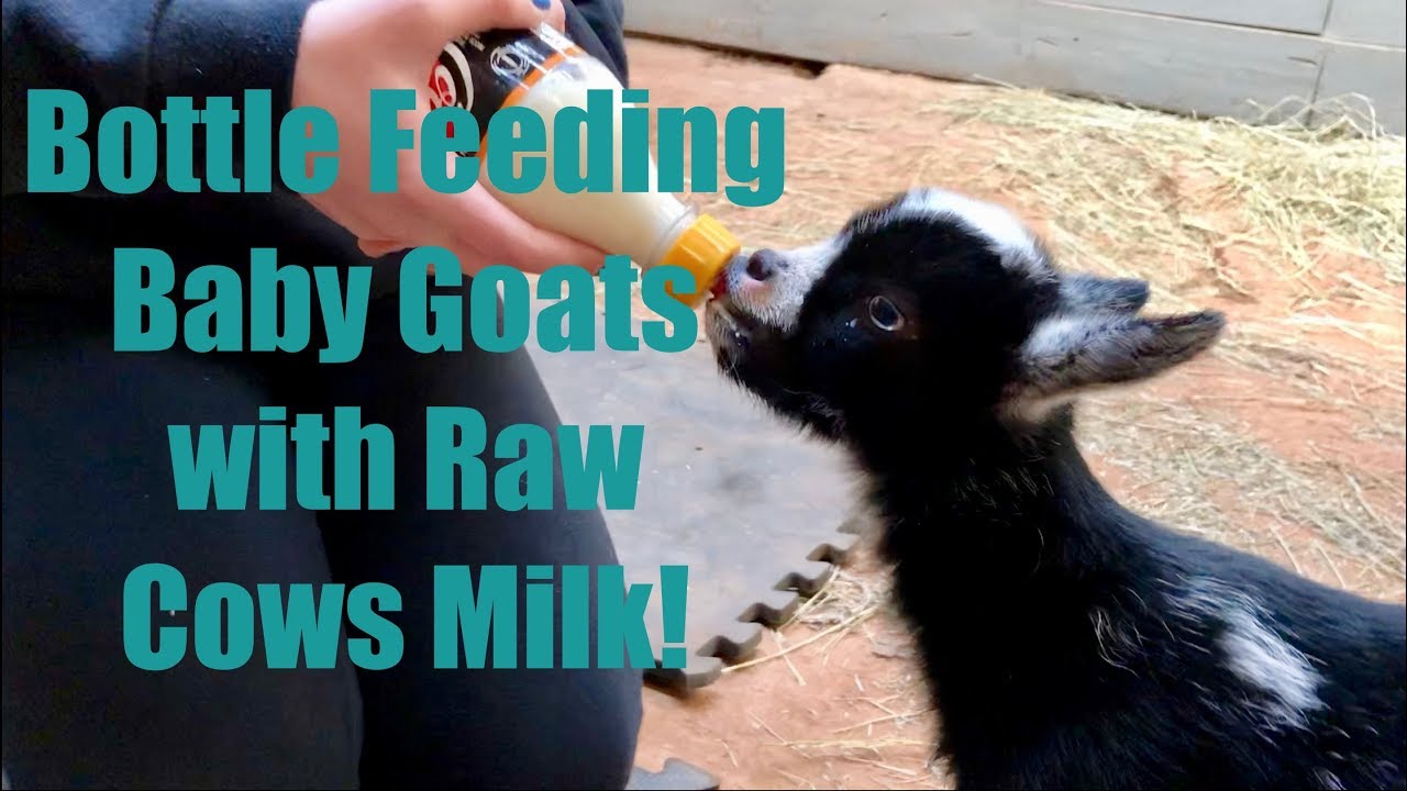 Feeding BABY GOATS with Fresh Raw Cows Milk makes them Jump for Joy!
