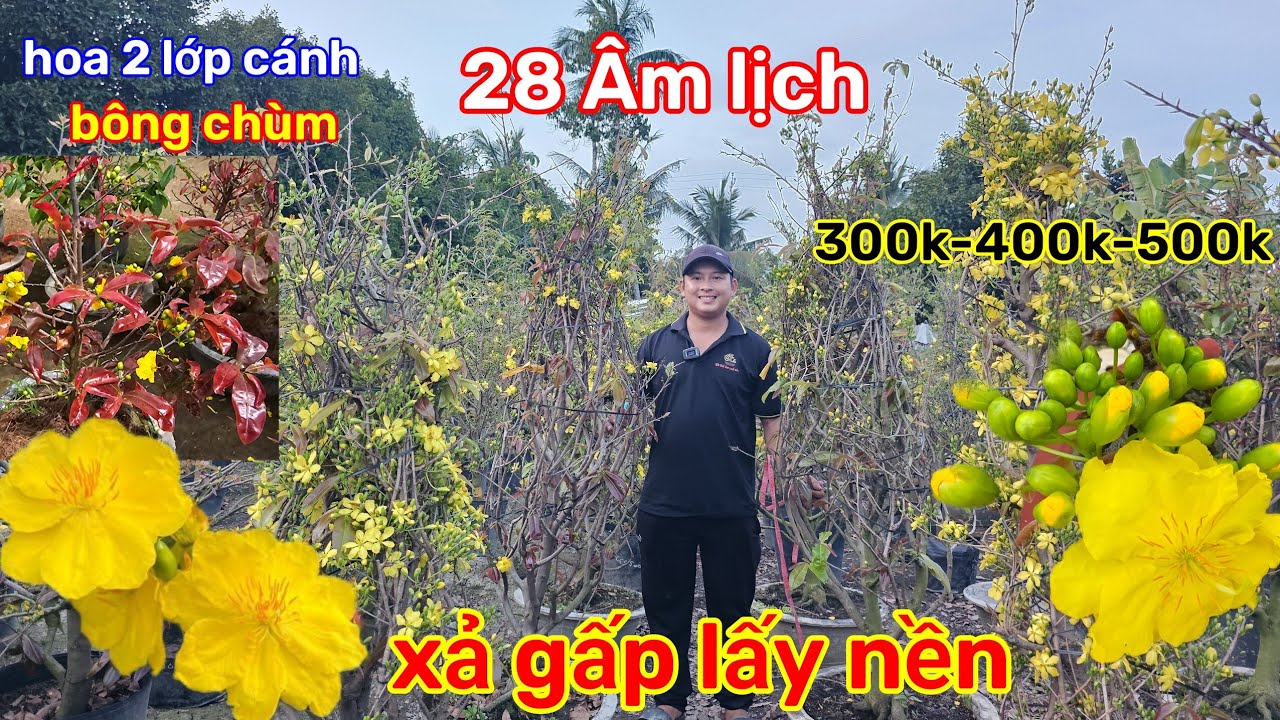 🌲15/2☎️Vườn mai 2 Lúa☎️Giảo thủ đức rin🌲giảo cánh tròn🌲bông 2 lớp🌲xả hàng thanh lý 