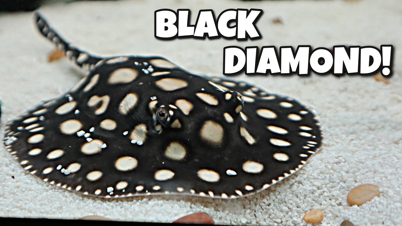NEW FRESHWATER STINGRAY for 210 GALLON AQUARIUM!