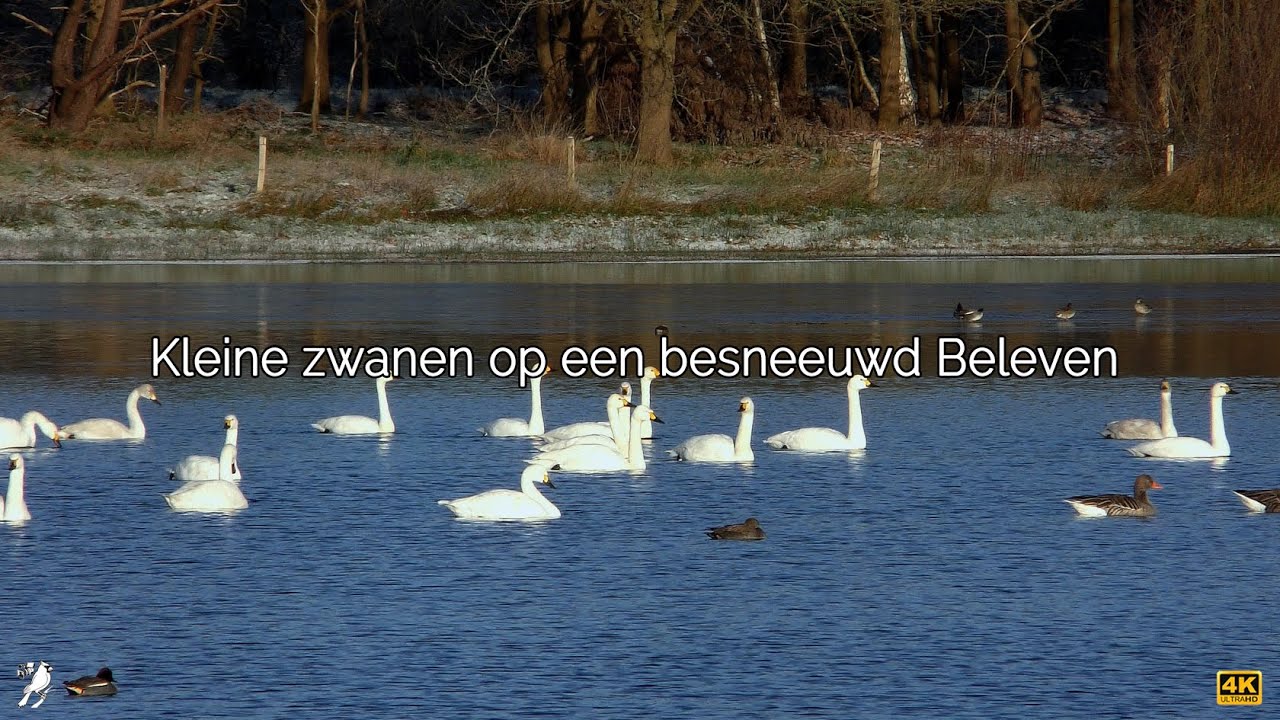 Kleine zwanen op een besneeuwd Beleven