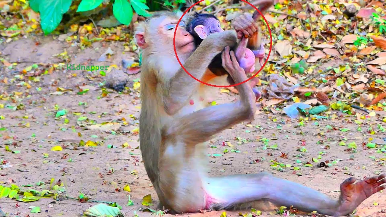 Ooh my god! Million pity reaction moment when to see young kidnapper monkey doing like that on baby