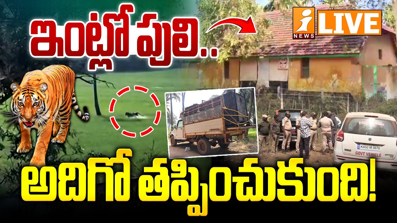 Operation Tiger LIVE🔴ఇంట్లో పులి.. అదిగో తప్పించుకుంది! | Kurmapuram Tiger In House | iNews