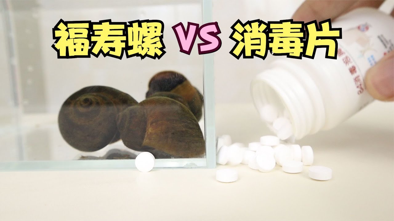 把消毒片丢给福寿螺，能杀死寄生虫吗？