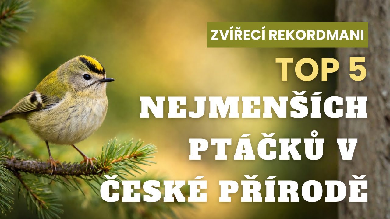 TOP 5 nejmenších ptáčků v české přírodě