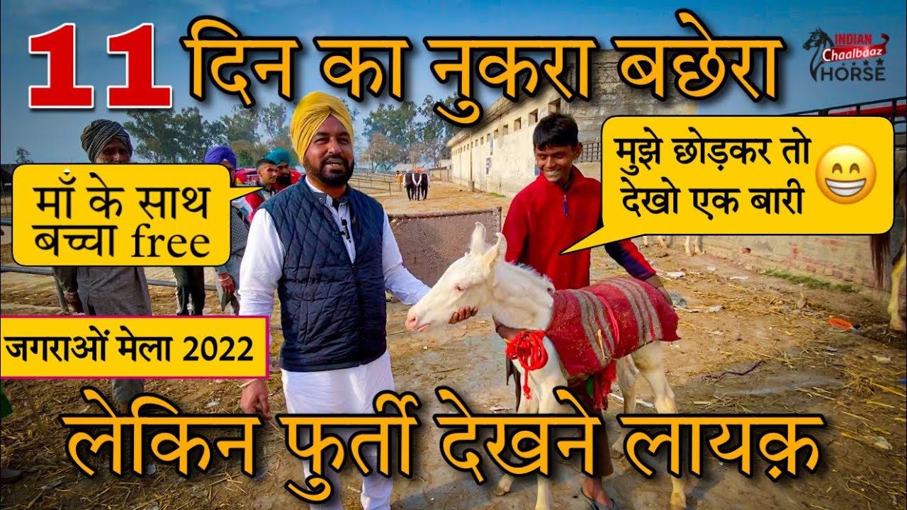 11 दिन का नुकरा बछेरा लेकिन फुर्ती देखने लायक़ 9592820006 (Jagraon Mela Punjab 2022)