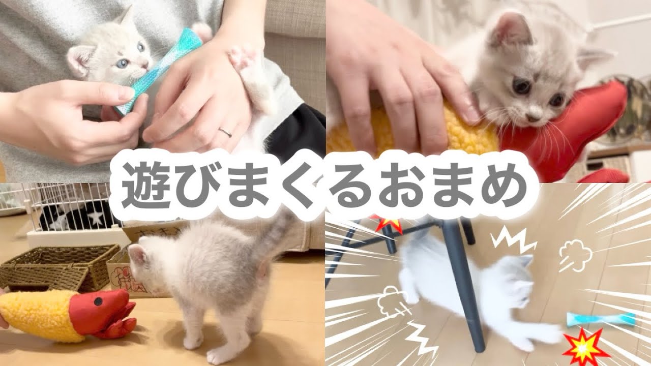 【保護猫30日目】新しいおもちゃに覚醒した子猫が可愛過ぎた笑