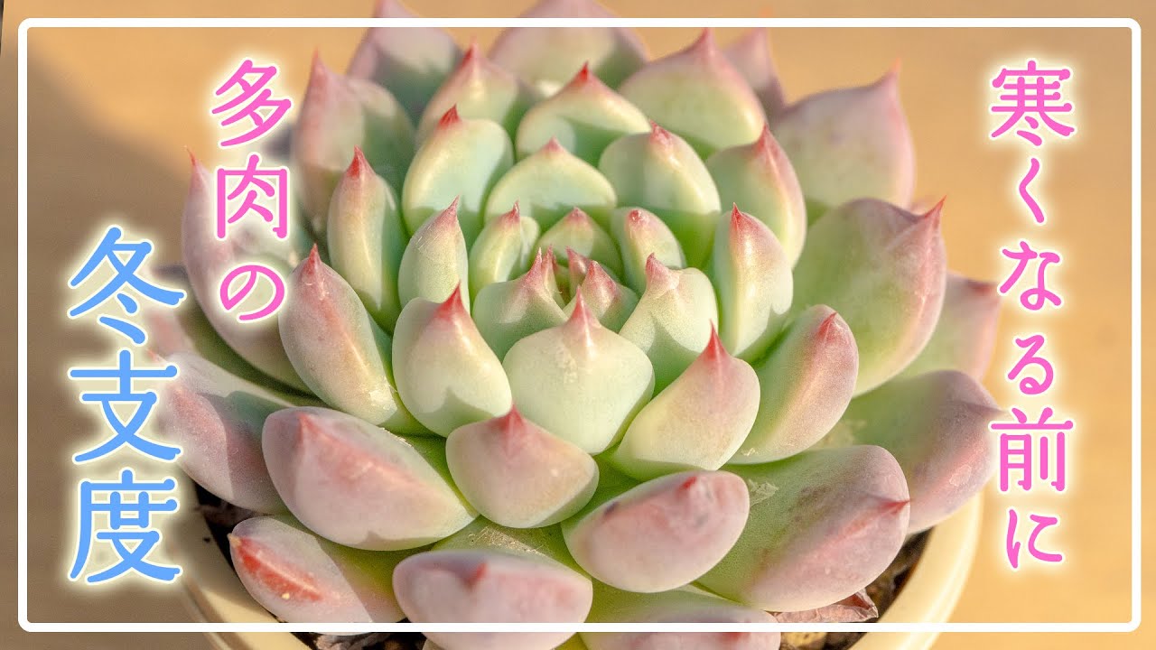 【冬目前】本格的な寒さがくる前に準備したいこと🍂
