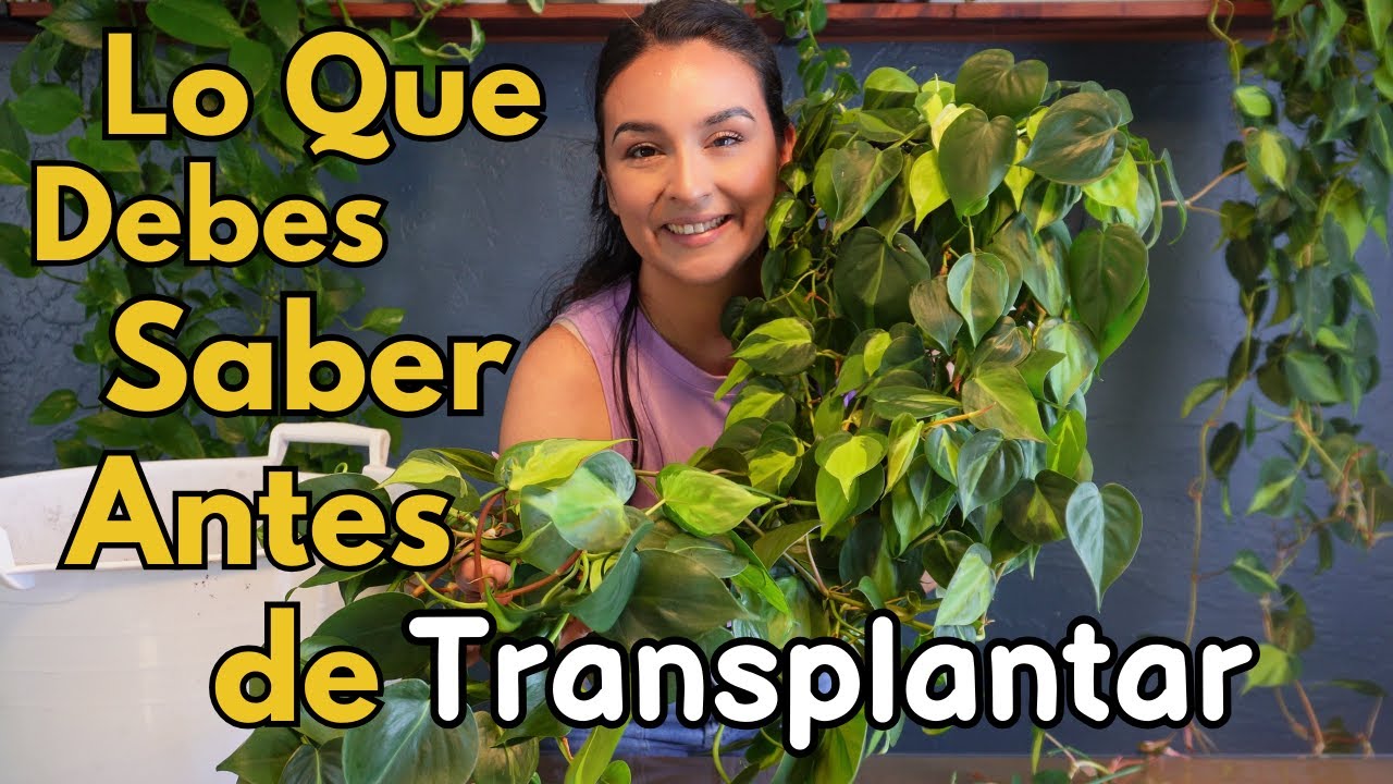 Lo Que Debes SABER ANTES de TRANSPLANTAR