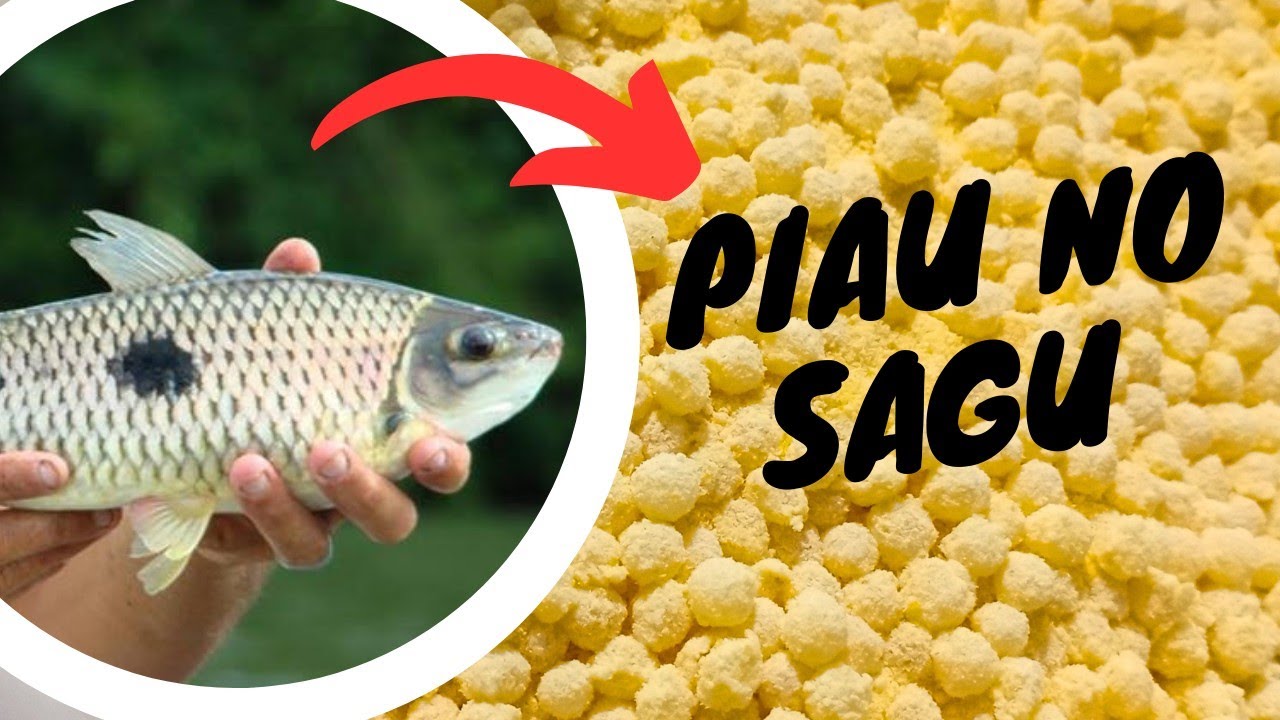 COMO FAZER SAGU PARA PESCAR. Pega muito piau, lambari...