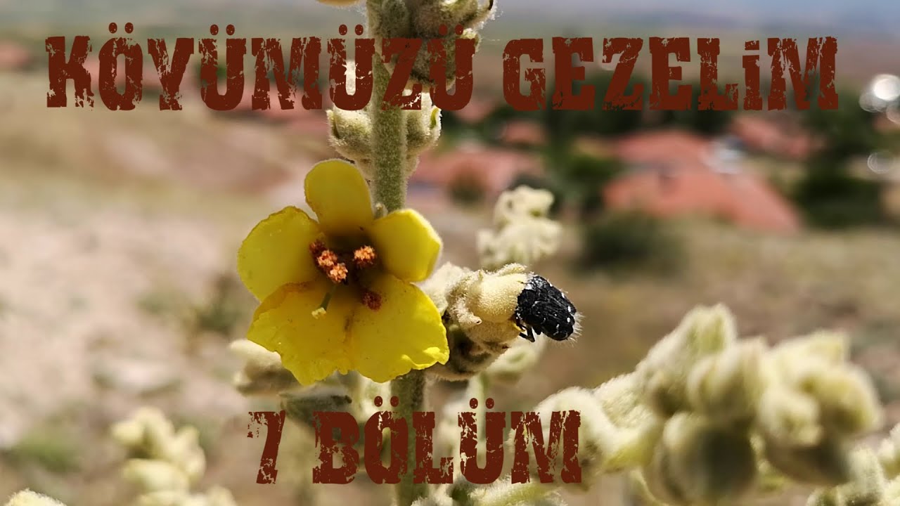 Köyümüzü Gezelim 7 Bölüm Köyümüzü Gezelim Görelim