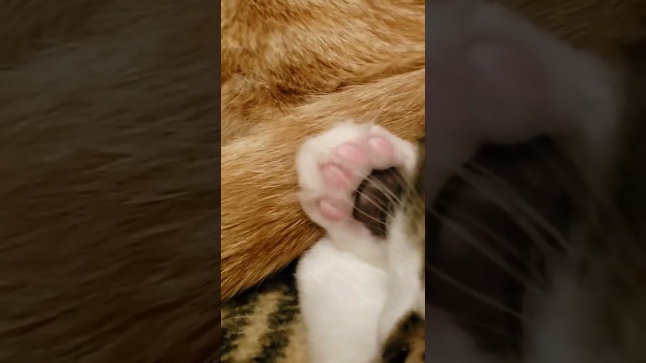 kitten has two-color paw pads 💕