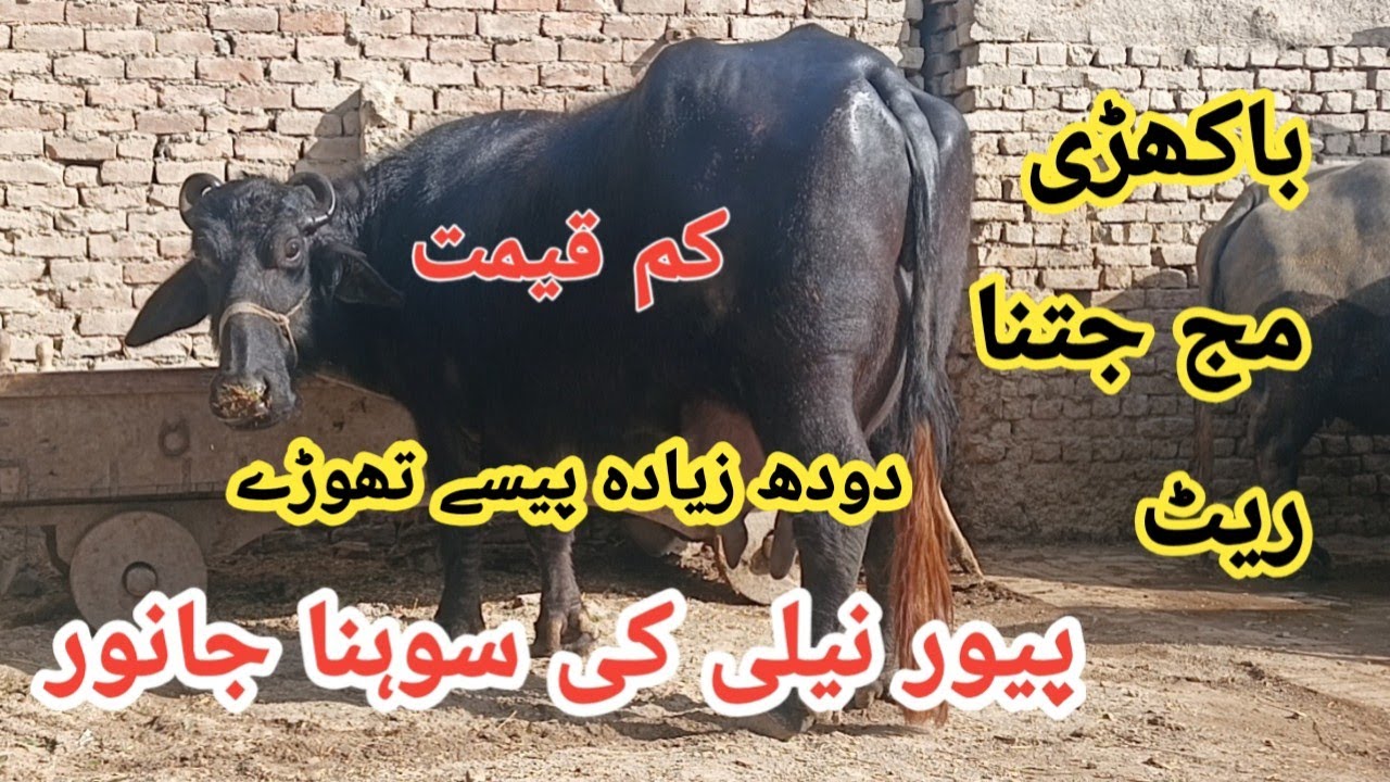 پیور نیلی کی شوقین سستی جھوٹی sale (03095071591)in Pakistan on YouTube 23/1/2026