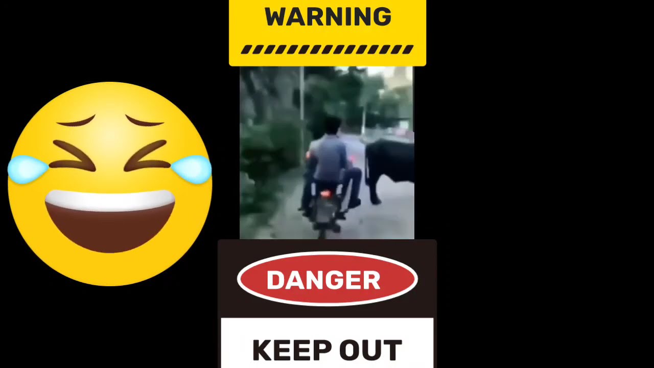ACCIDENT WITH ANIMALS #FUNNY #KICK