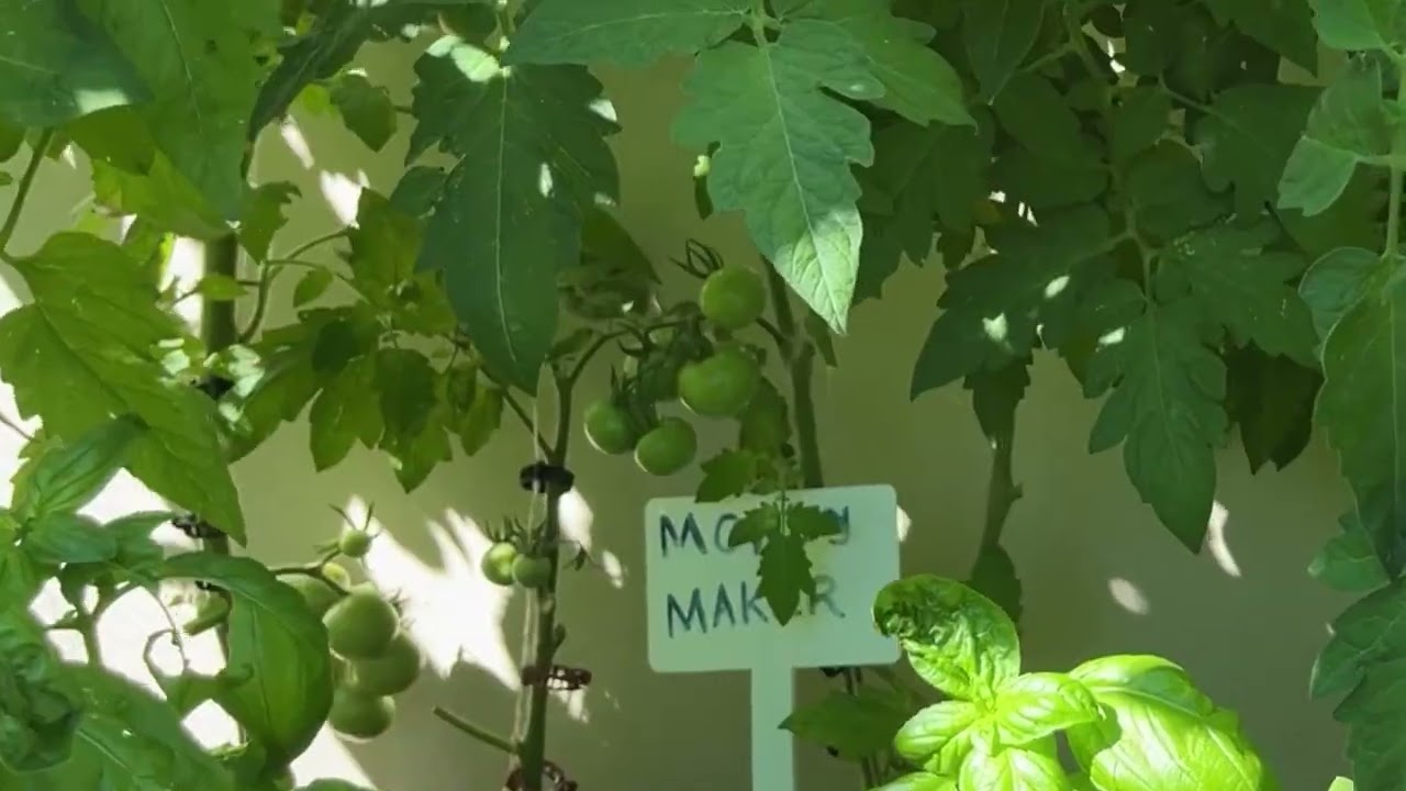 How to Boost Tomato Growth, Airflow & Fruit Quality with Mid-Season Tomato Pruning:
