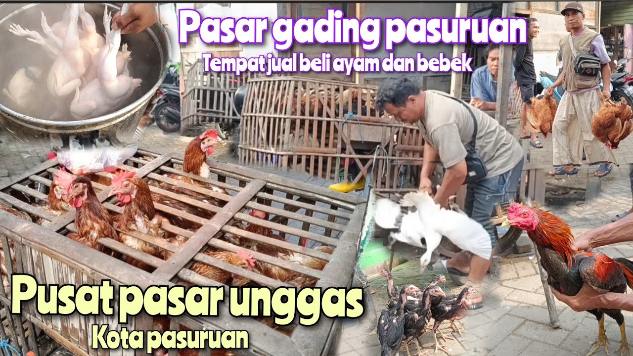 PUSAT PASAR UNGGAS LIHAT HARGA AYAM BANGKOK BEBEK POTONG DAN MENTOK DI PASAR GADING KOTA PASURUAN
